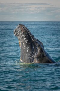 Humpback Whale Watching Nuevo Vallarta